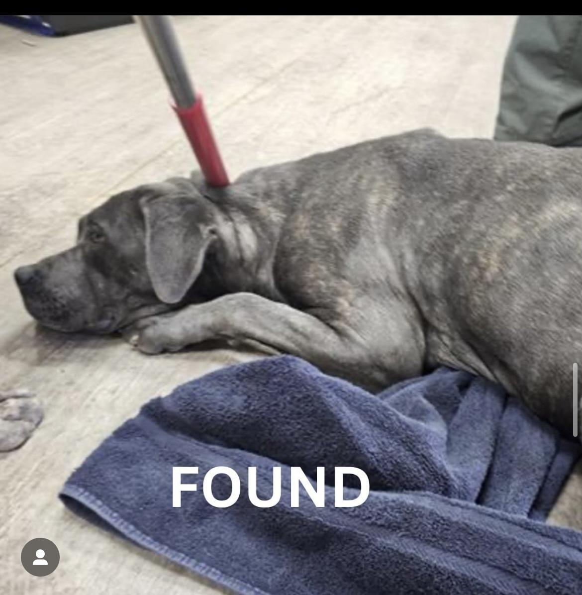 Dog found