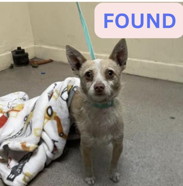 Dog found The location were the dog was found is Fair Oaks and Washington Blvd.