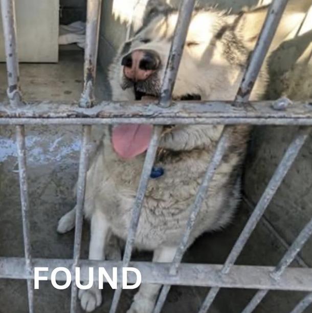 Dog found