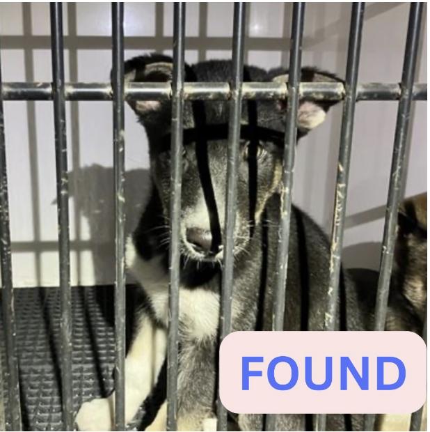 Dog found 600 Block E Wilson