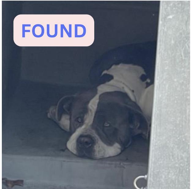 Dog found