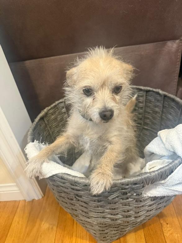Dog found Found on 1/15/25 around 6pm on E 8th street and Fresno south of Boyle heights.