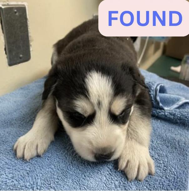 Dog found The location were the dog was found is Maiden lane and Wapello street.