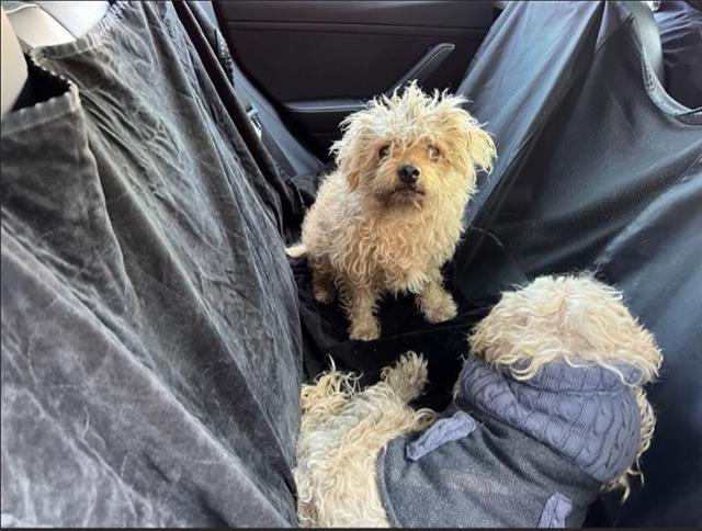 Dog found Pasadena