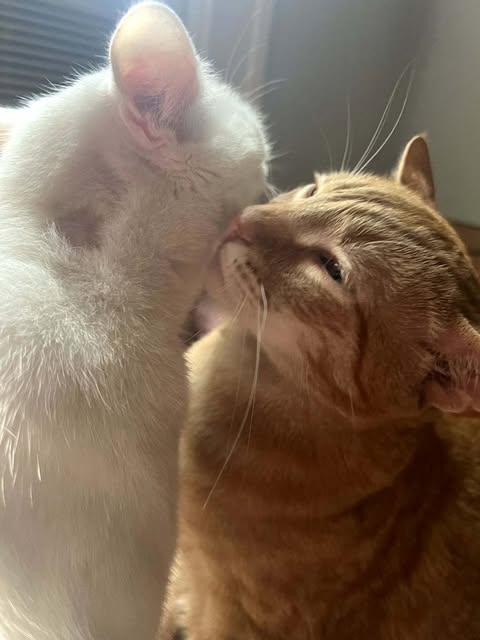 Cat lost Last Seen Near: 2550 el Molino Ave