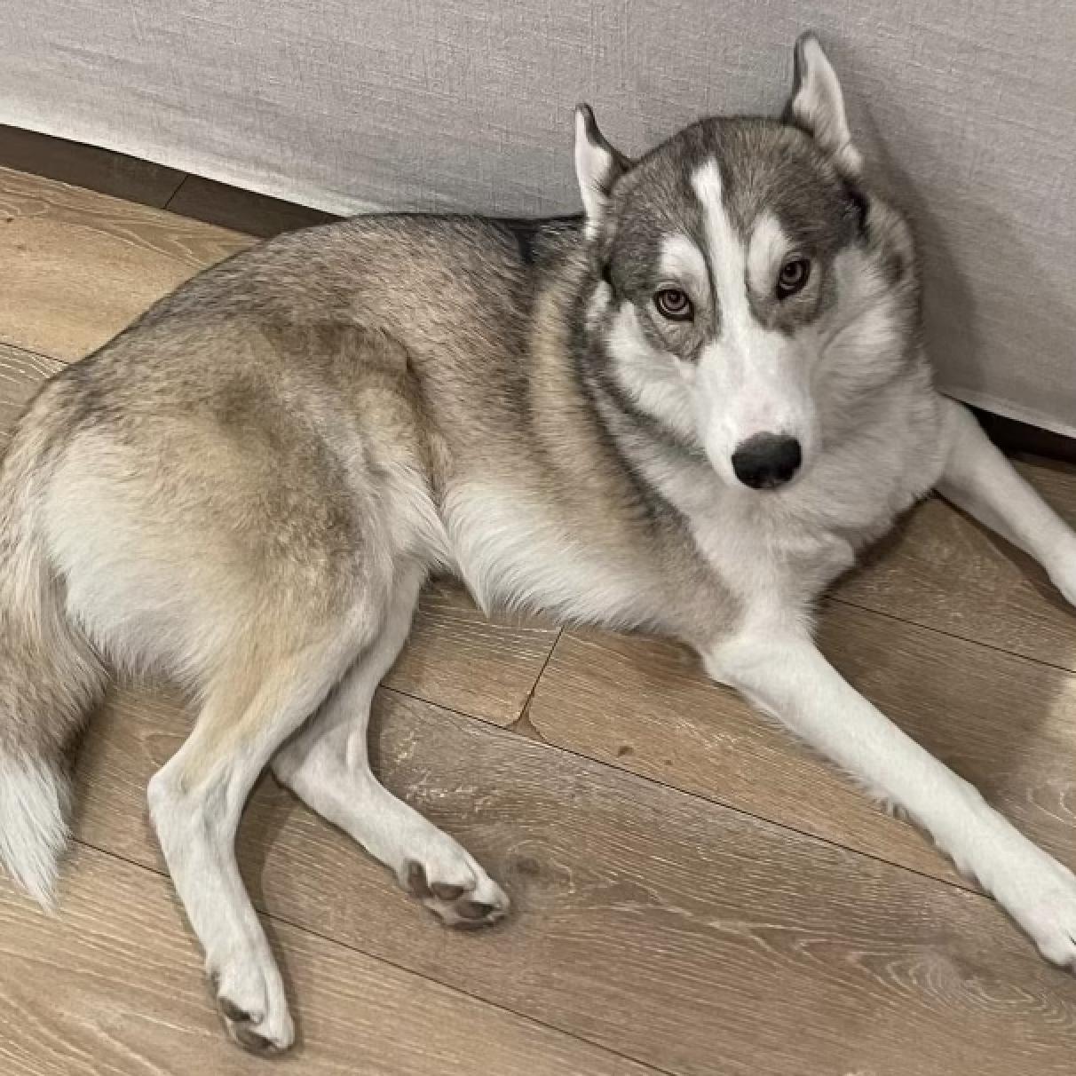 Dog lost LANARK PARK , Canoga Park