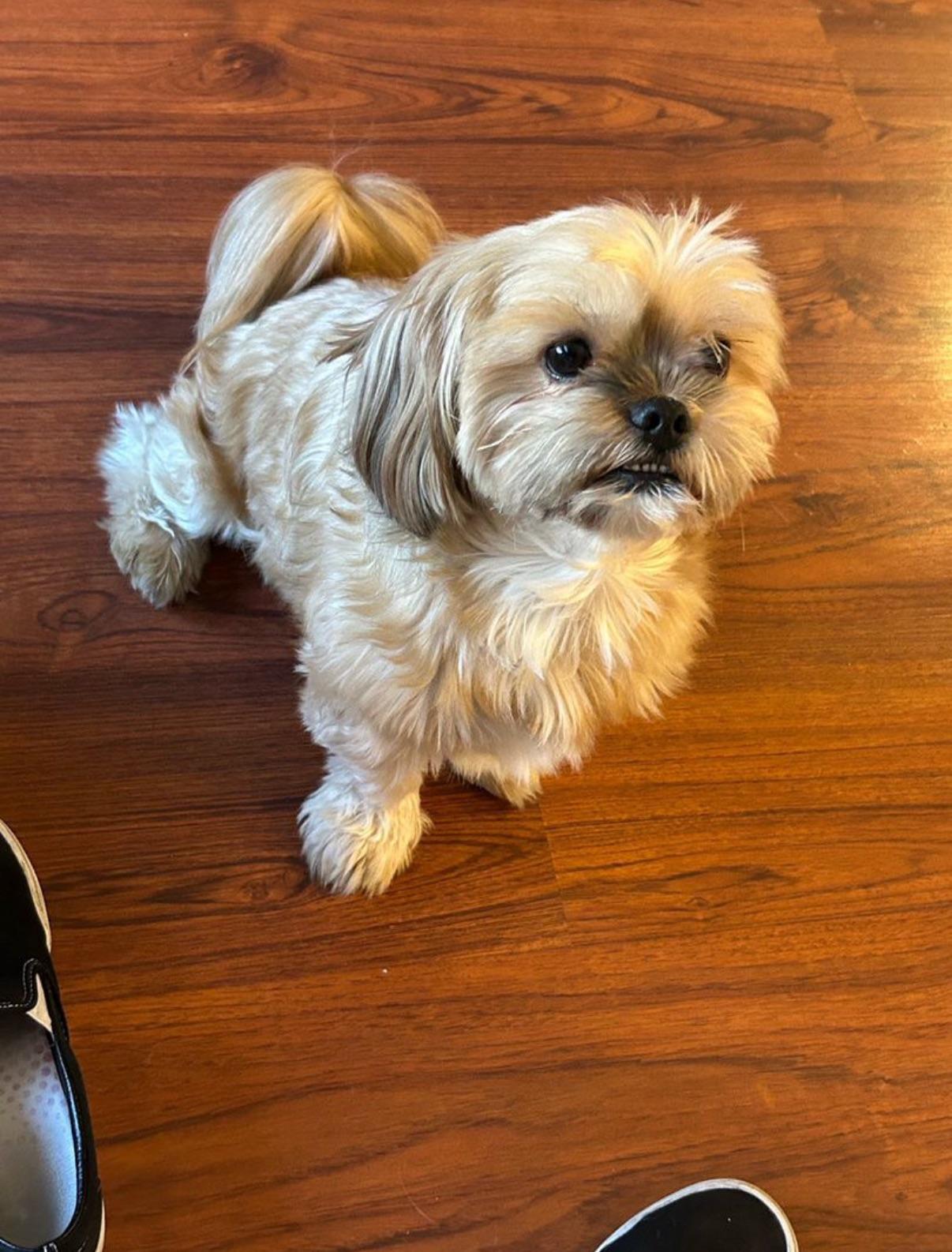 Dog lost North Hills