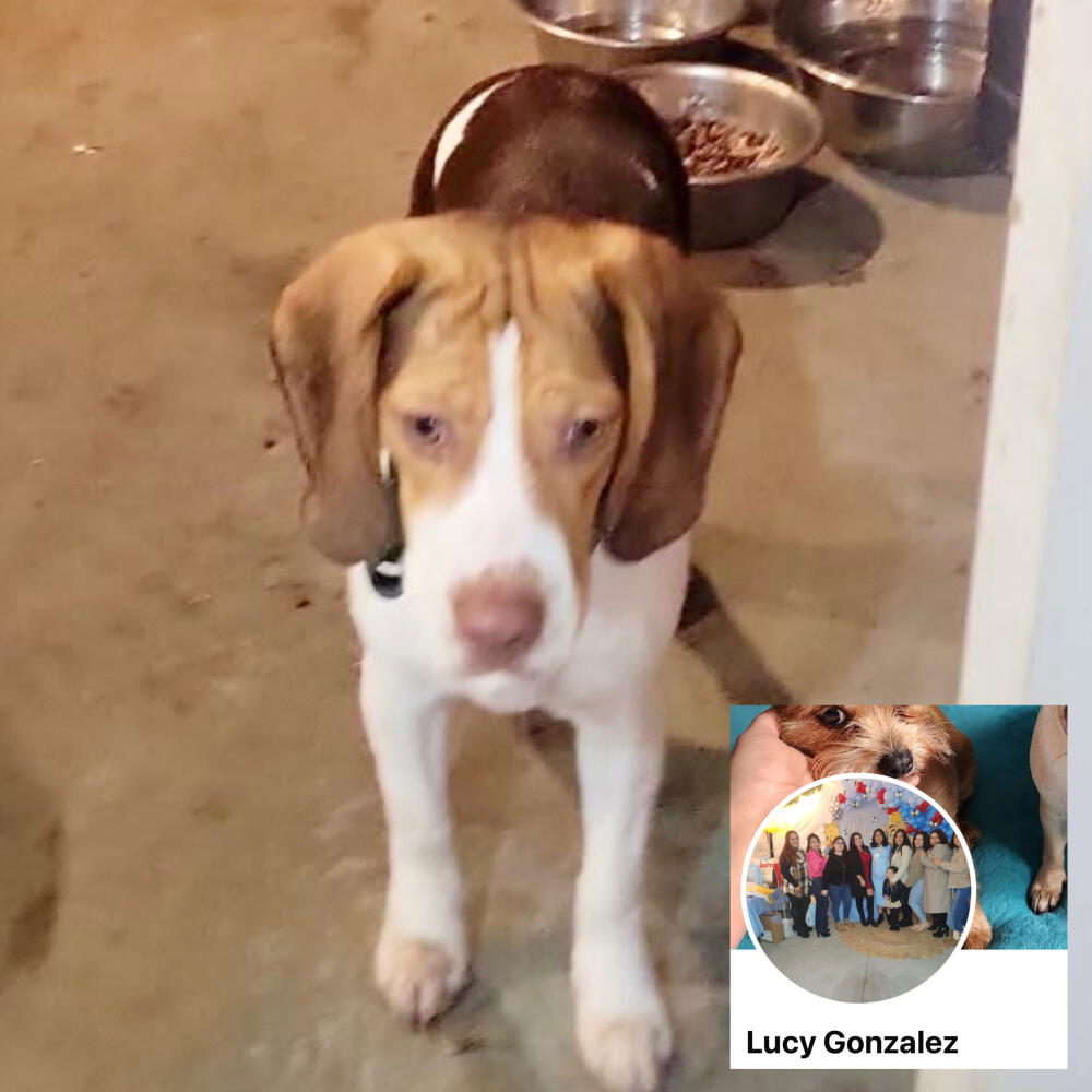 Found  female white and brown Beagle. Los Angeles.