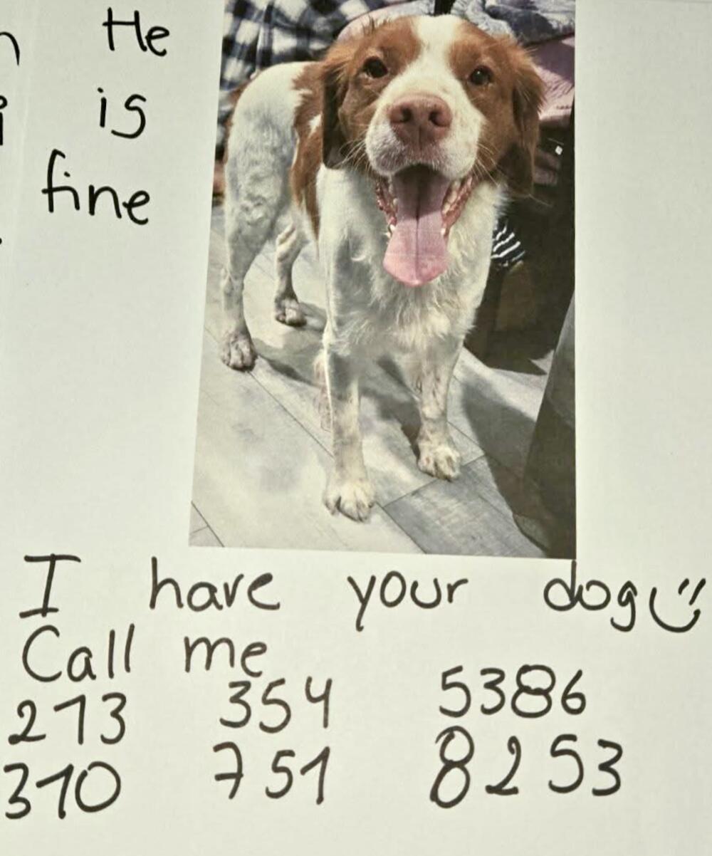 Dog found white and brown