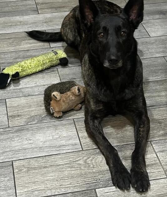 Dutch Shepherd female Black color dog