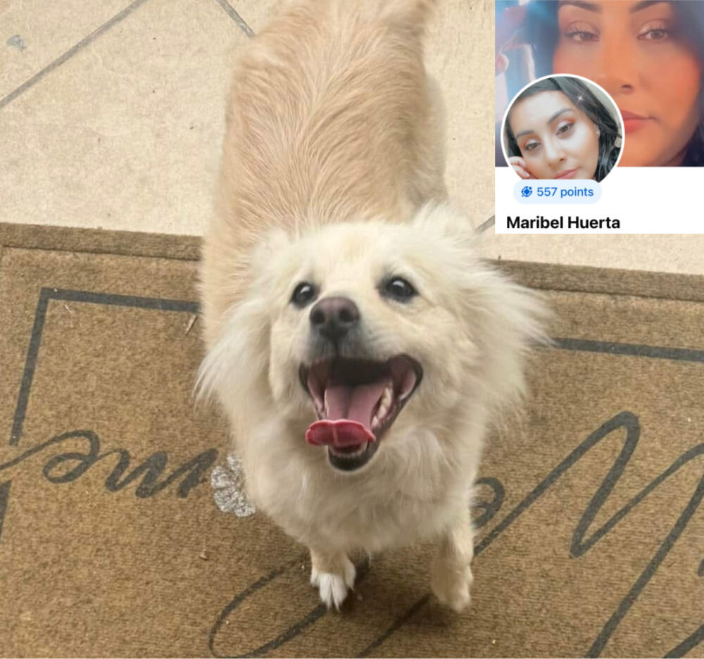 Female white/ tan / golden dog Found Orange