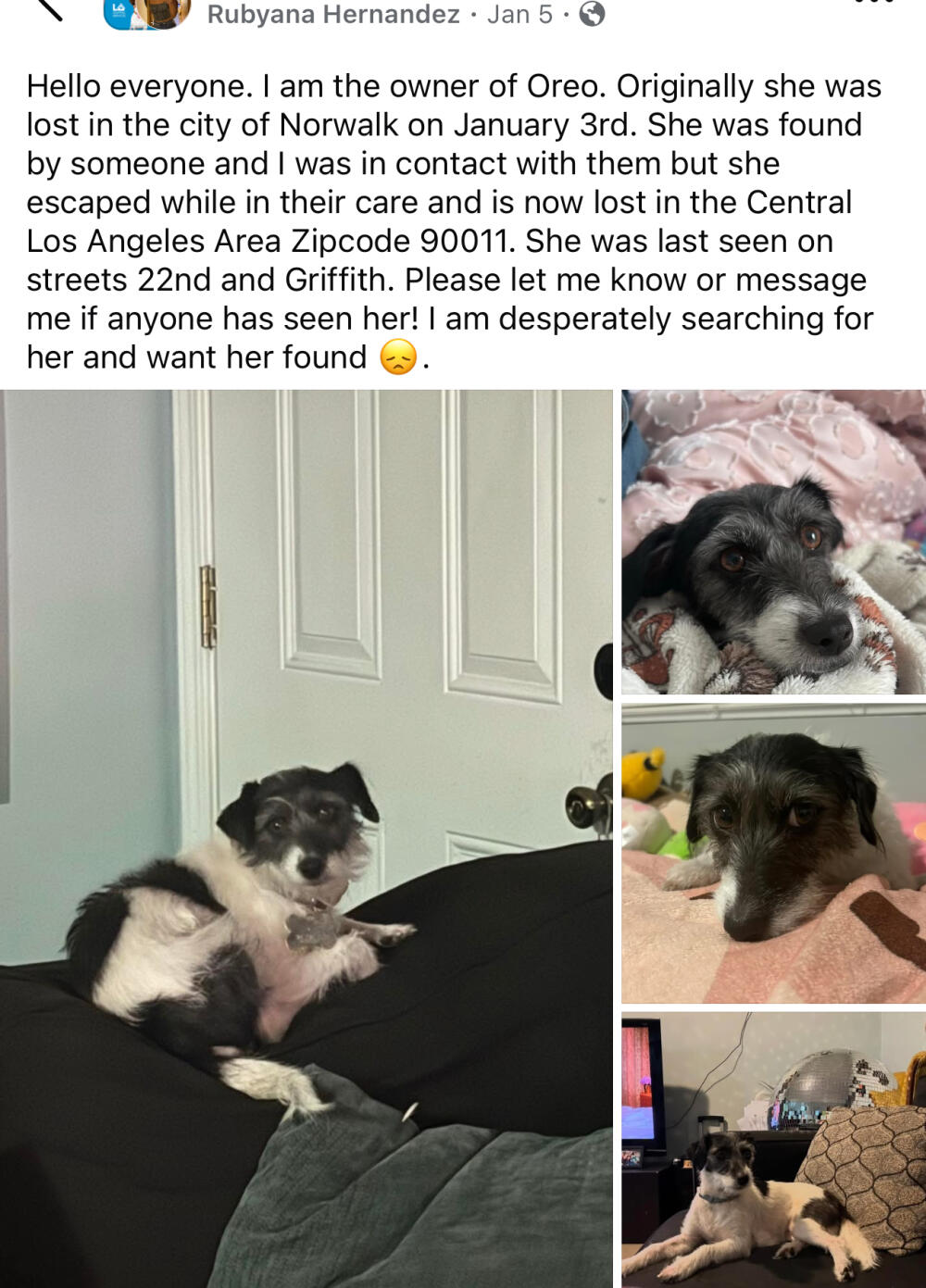 Small white and black dog lost Oreo