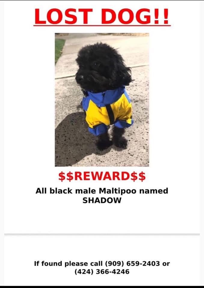 Lost All black male Maltipoo.