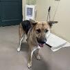Found male dog German shepherd