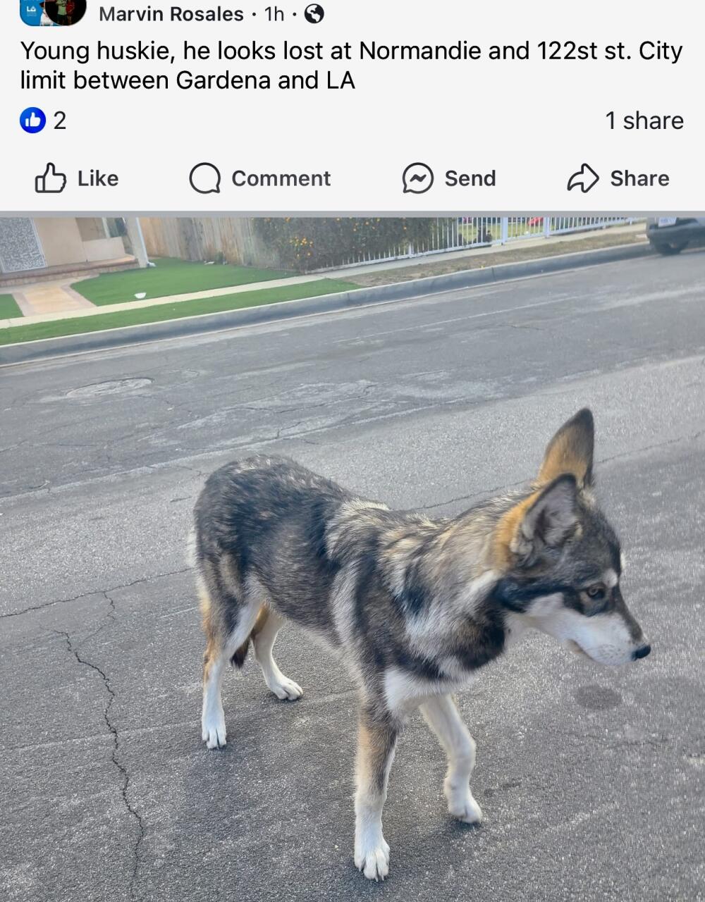 Found Husky