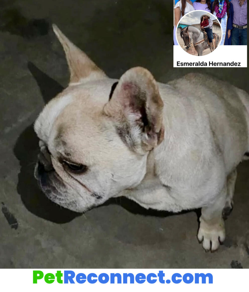 Found tan French bulldog