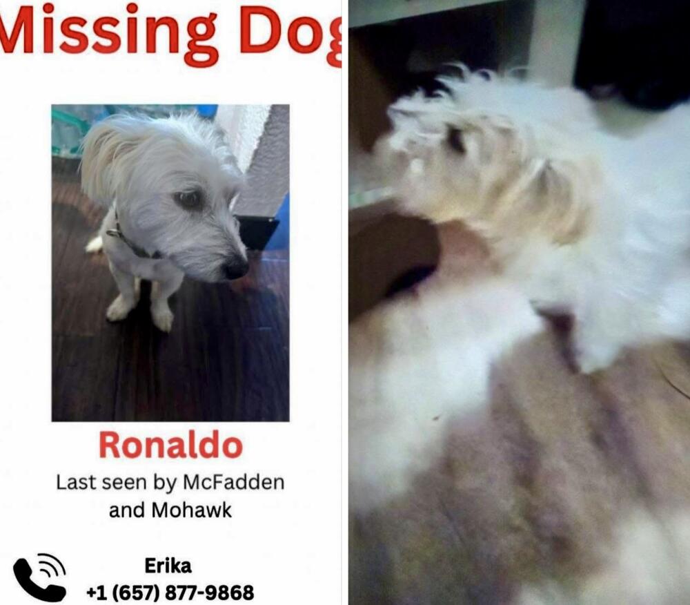 White westiepoo dog with light tan ears. Santa Ana.