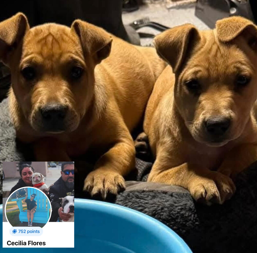 2 puppies male and female