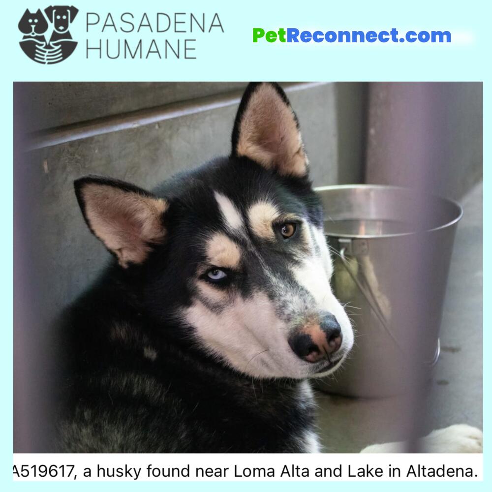 A519617, a husky found near Loma Alta and Lake in Altadena.