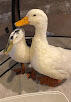 Found 2 Ducks Duck