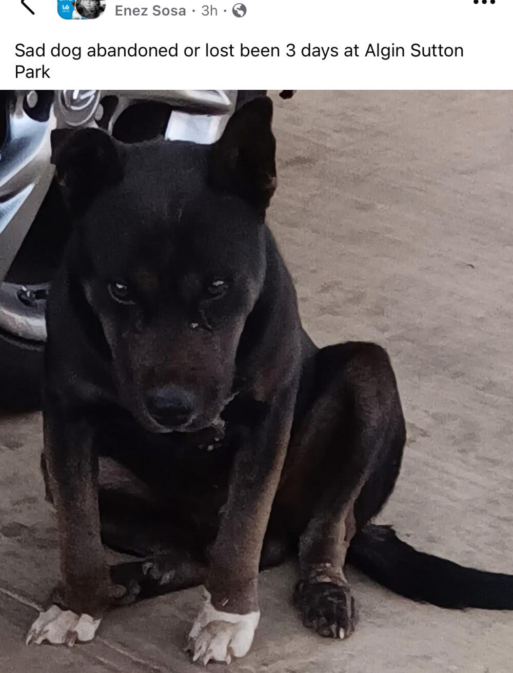 Dog black with white front paws