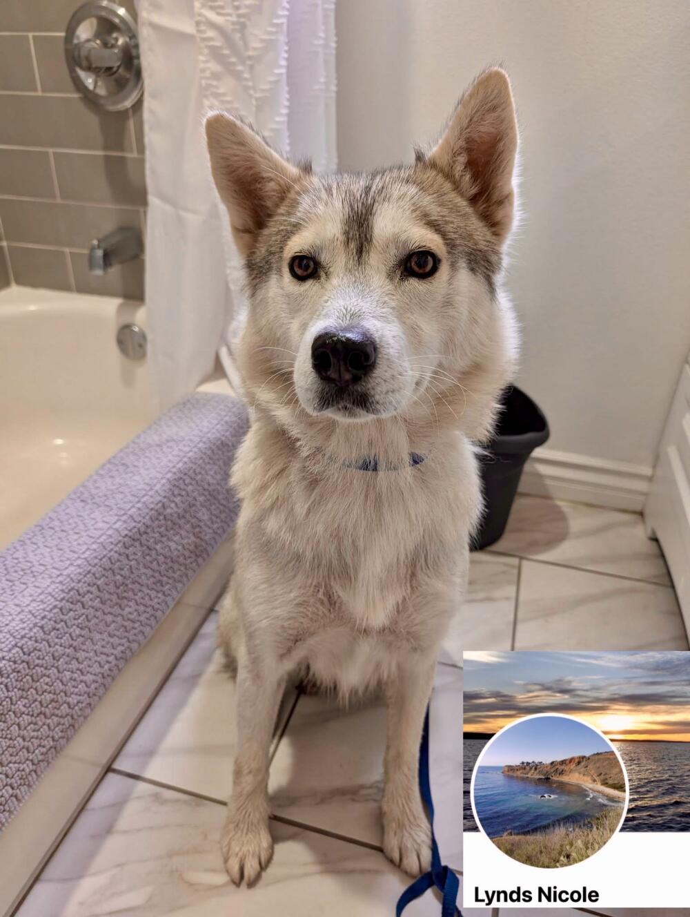 Found female Husky while and tan / gray Long Beach