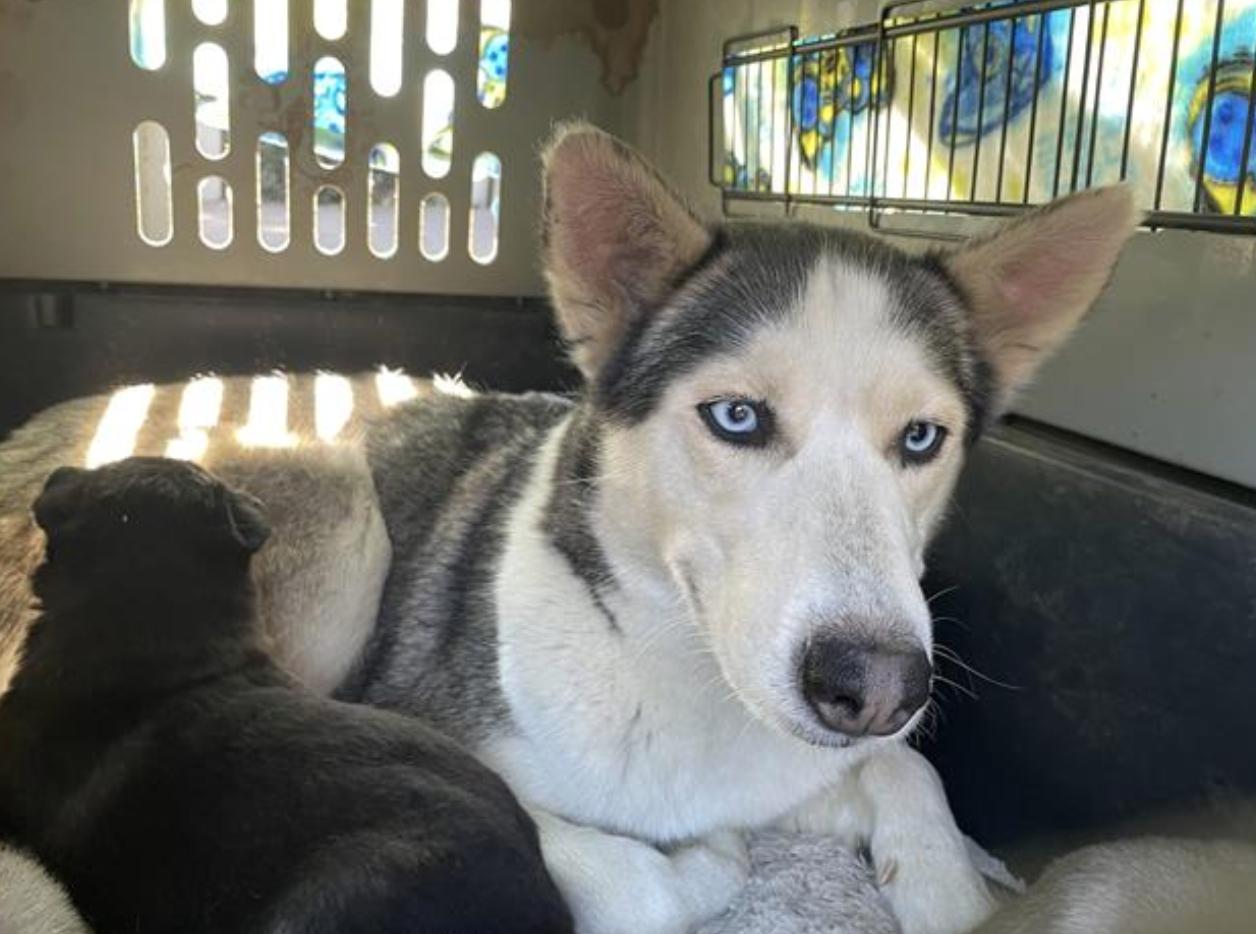 Dog found Pasadena Humane