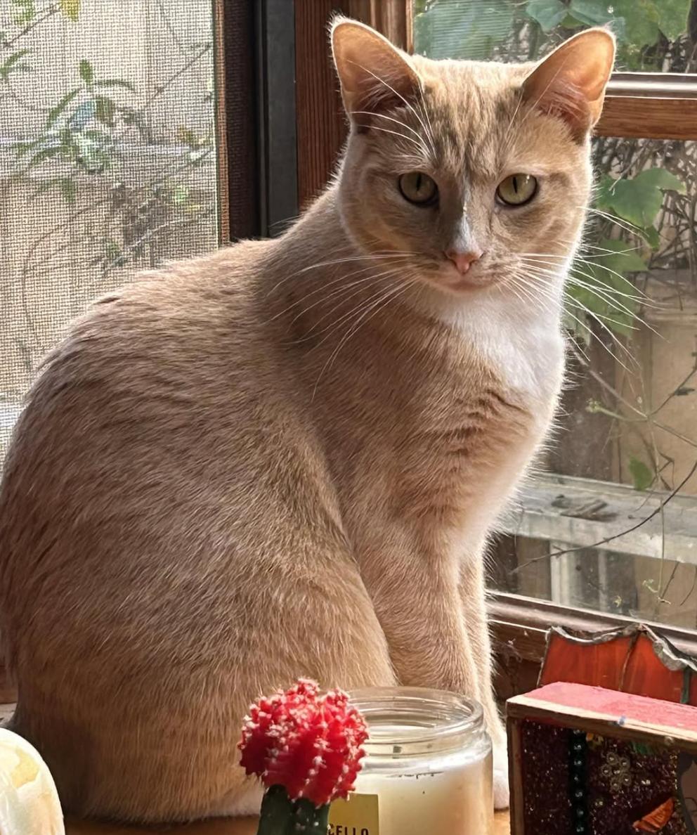 Cat lost 1141 Chautauqua