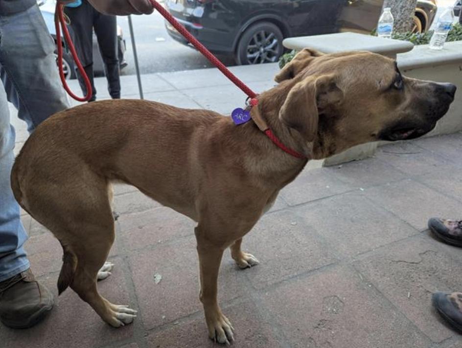 Dog found Pasadena Humane