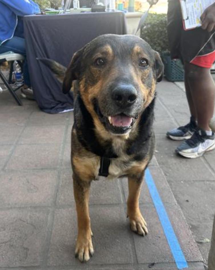 Dog found Pasadena Humane