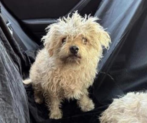 Dog found Pasadena Humane