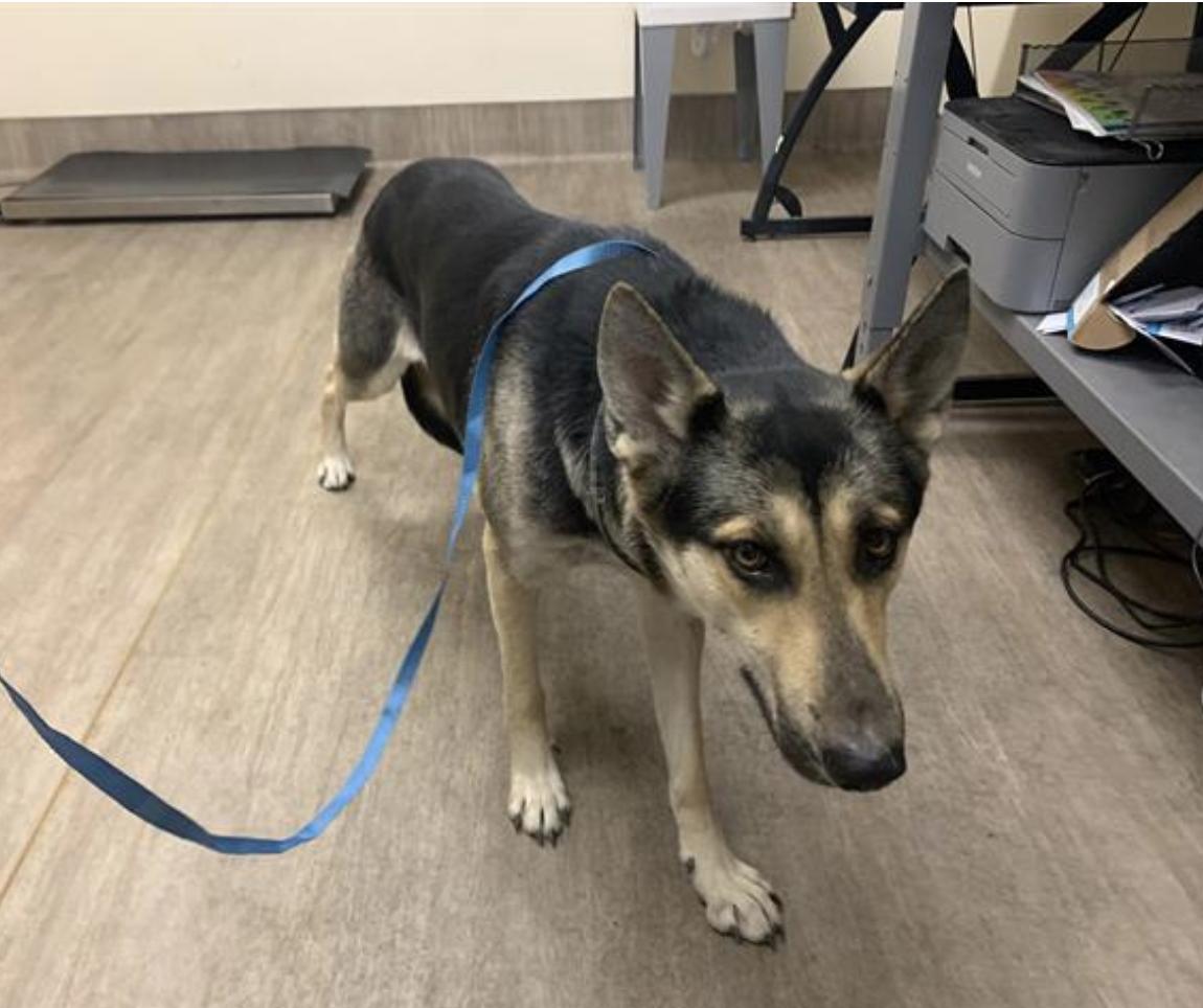 Dog found Pasadena Humane