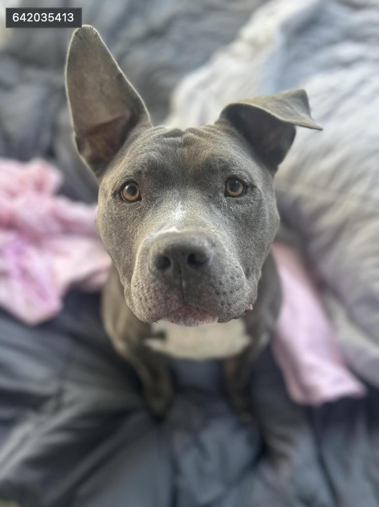 Dog found Los Angeles Animal Services - West Los Angeles Shelter