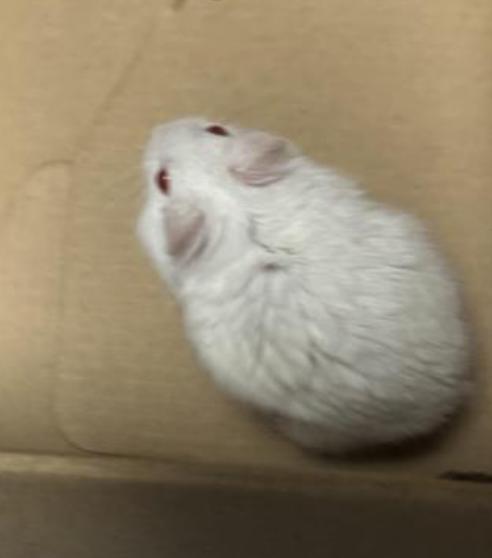 Rodent found  Los Angeles Animal Services - East Valley Shelter