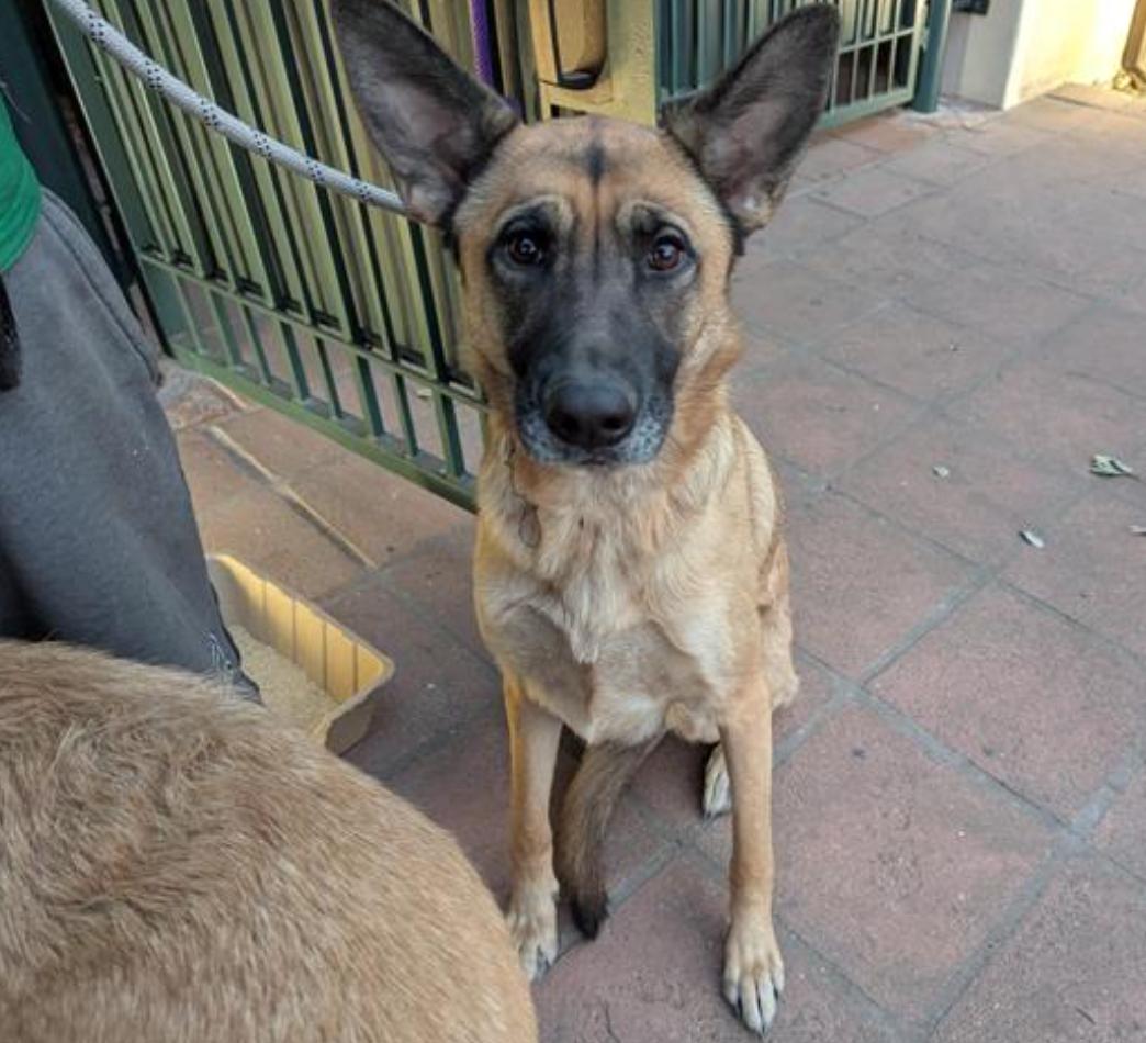 Dog found Pasadena Humane