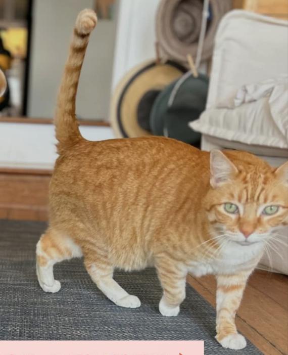 Cat lost PCH near Duke's Malibu