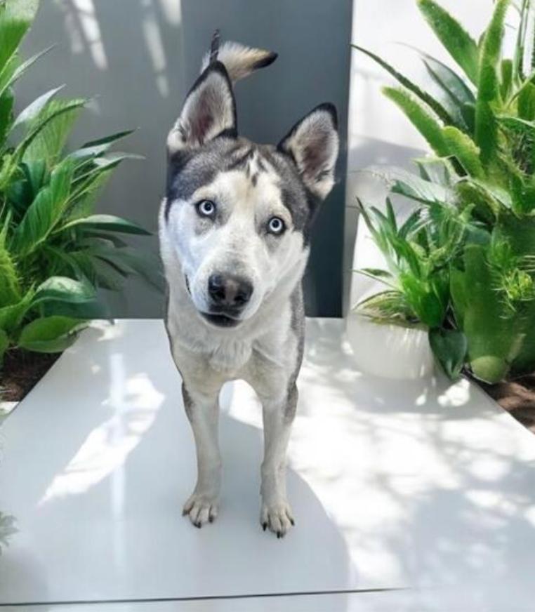 Dog found Los Angeles County Animal Control - Agoura