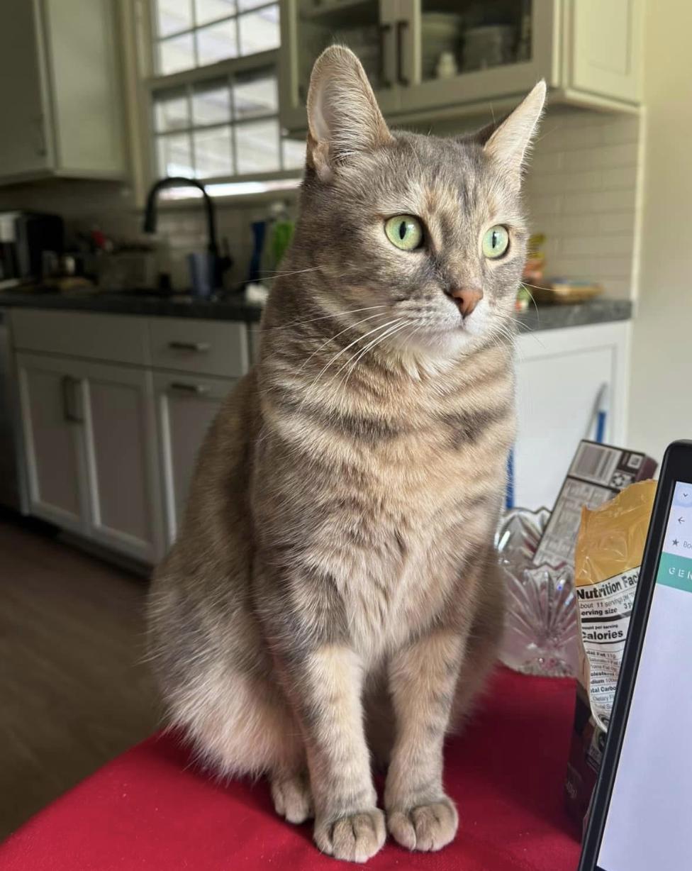 Cat lost Beverly Way and Ganesha Ave