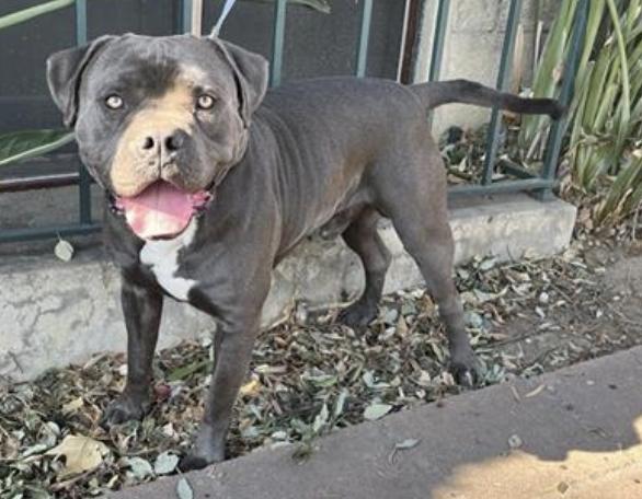 Dog found Pasadena Humane