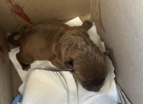 Dog found Pasadena Humane