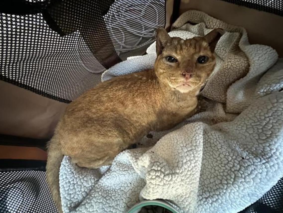 Dog found Pasadena Humane