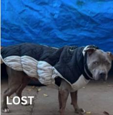 Dog lost Altadena