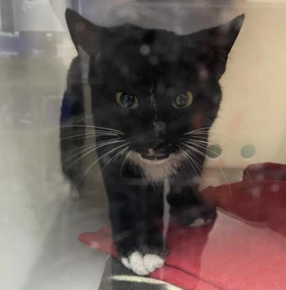 Cat found Pasadena Humane