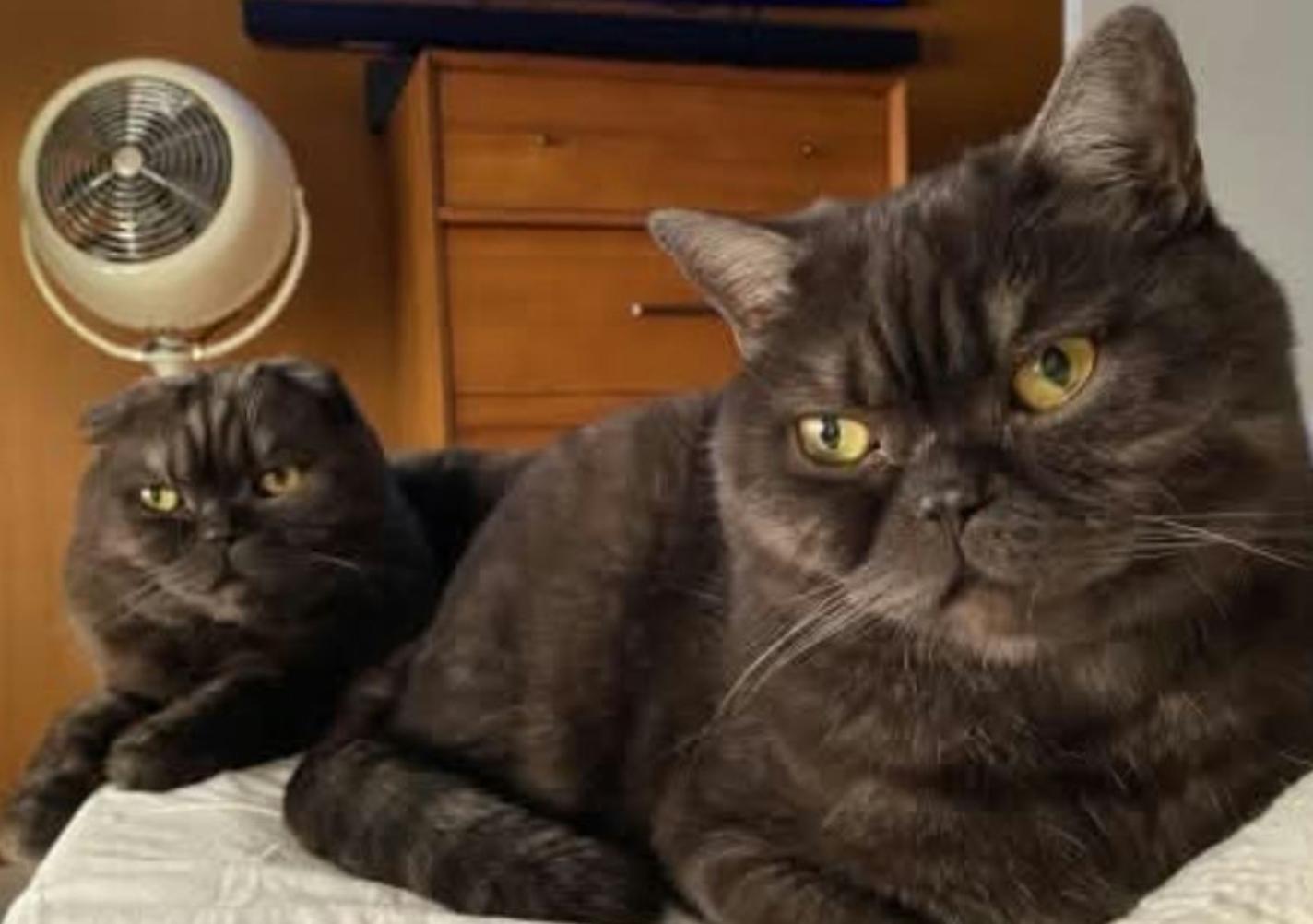 Cat lost Olive and Altadena