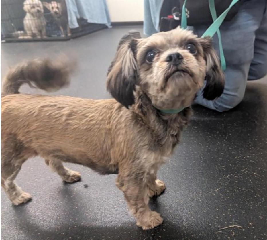 Dog found Pasadena Humane