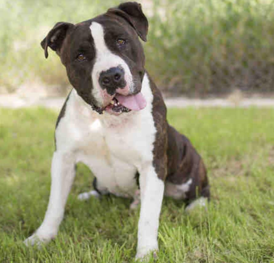 Dog found Santa Monica Animal Shelter