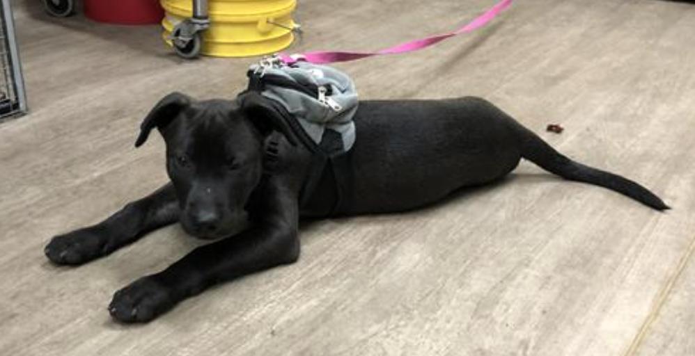 Dog found Pasadena Humane