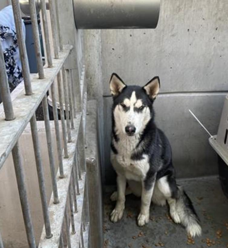 Dog found Pasadena Humane