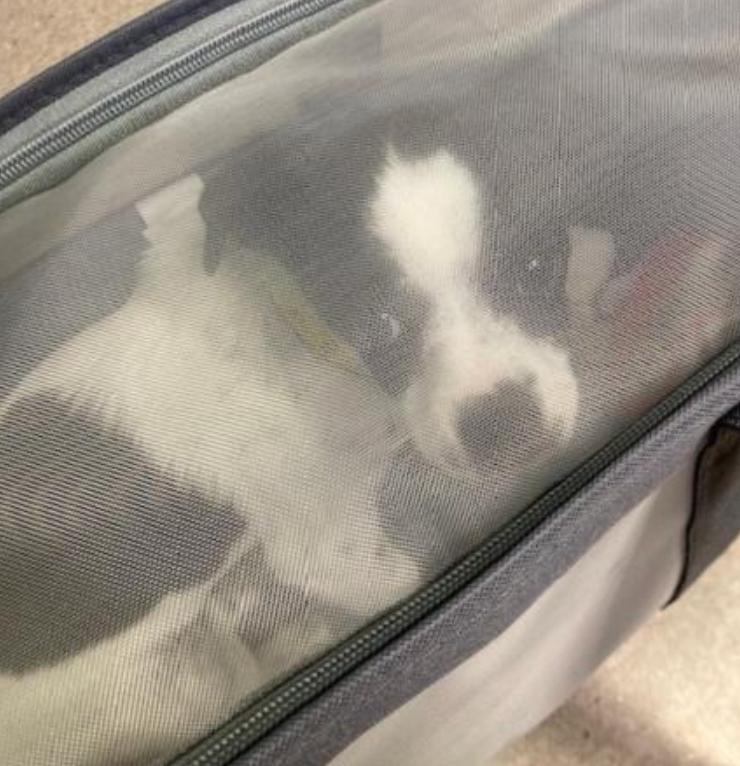 Dog found Burbank Animal Shelter