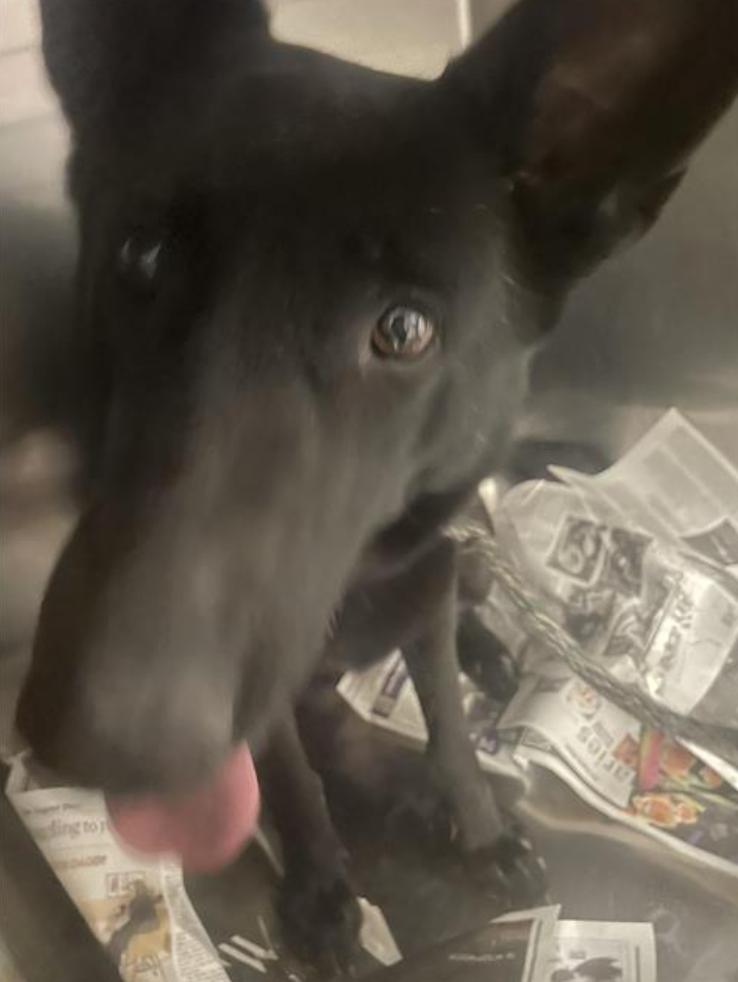 Dog found  Los Angeles Animal Services - East Valley Shelter